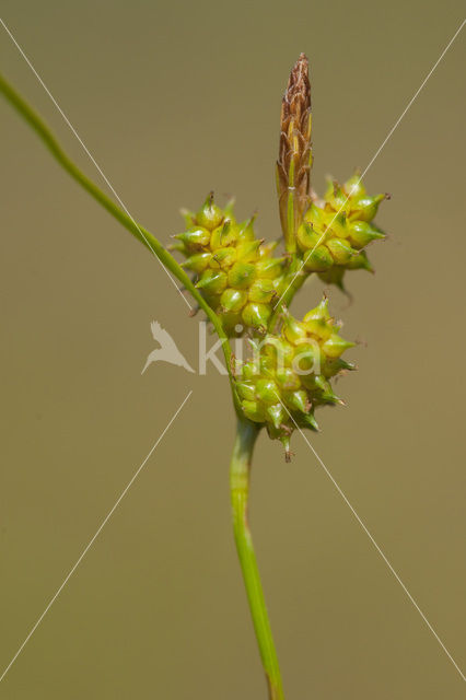 Dwergzegge (Carex oederi subsp. oederi)