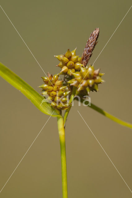 Dwergzegge (Carex oederi subsp. oederi)