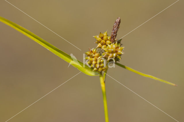 Dwergzegge (Carex oederi subsp. oederi)