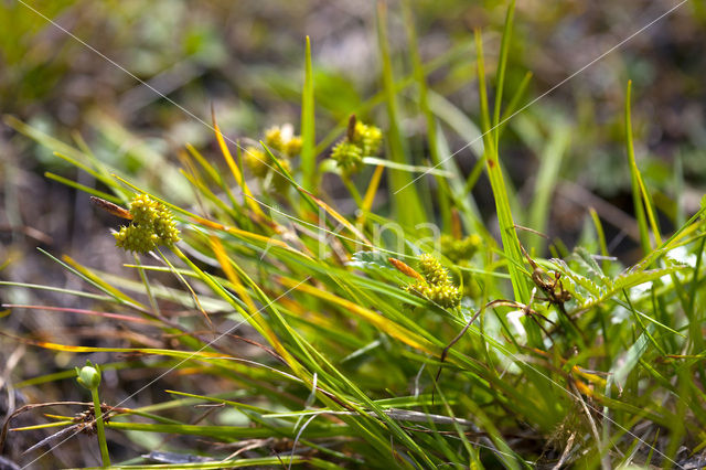 Dwergzegge (Carex oederi subsp. oederi)