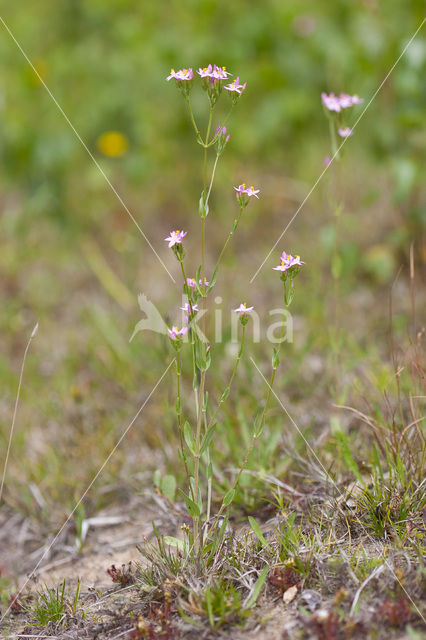 Echt duizendguldenkruid (Centaurium erythraea)