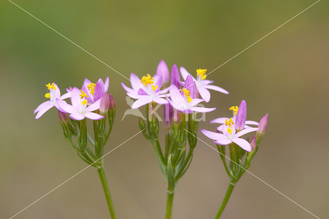 Echt duizendguldenkruid (Centaurium erythraea)