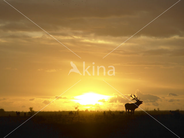 Red Deer (Cervus elaphus)