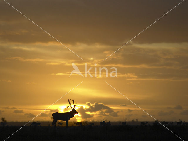 Red Deer (Cervus elaphus)