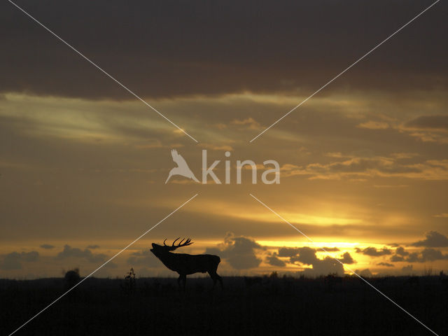 Red Deer (Cervus elaphus)