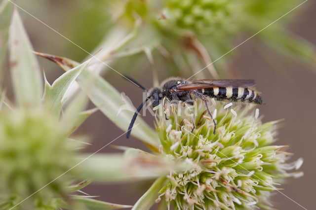 Elis sexmaculata