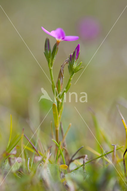 Fraai duizendguldenkruid (Centaurium pulchellum)