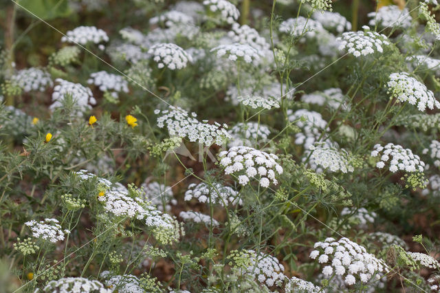 Franse aardkastanje (Conopodium majus)