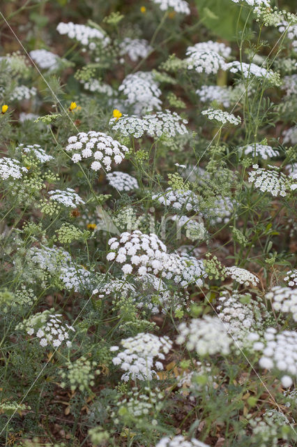 Franse aardkastanje (Conopodium majus)