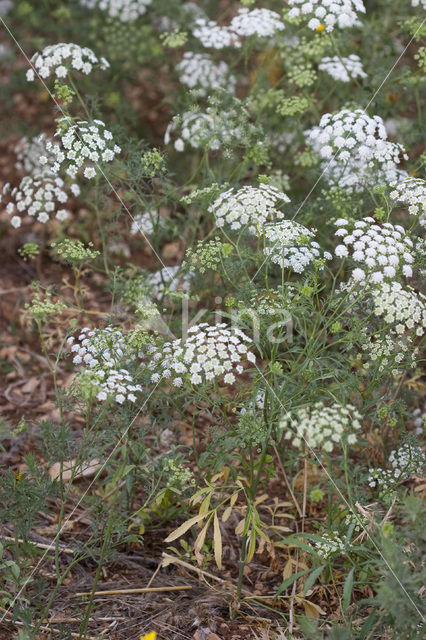 Franse aardkastanje (Conopodium majus)