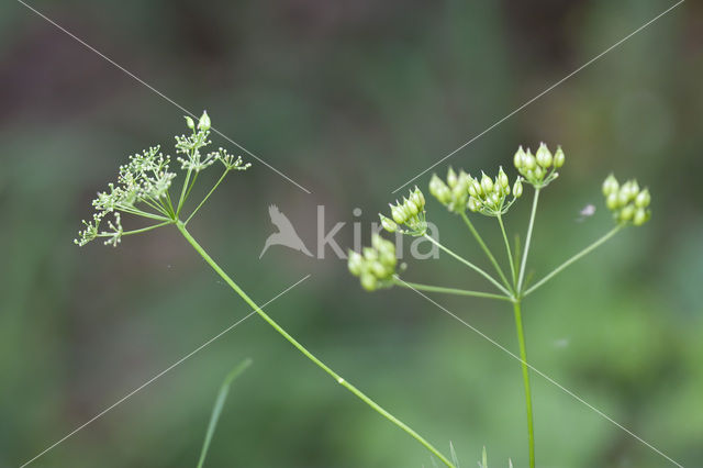 Franse aardkastanje (Conopodium majus)