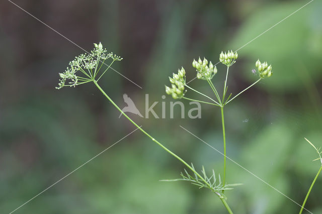 Franse aardkastanje (Conopodium majus)