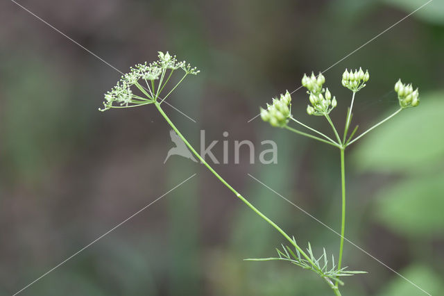 Franse aardkastanje (Conopodium majus)