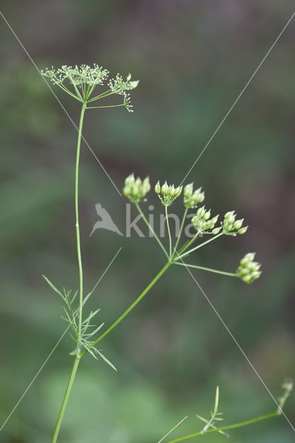 Franse aardkastanje (Conopodium majus)