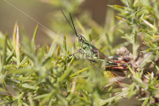 Gaspeldoornsprinkhaan (Chorthippus binotatus)