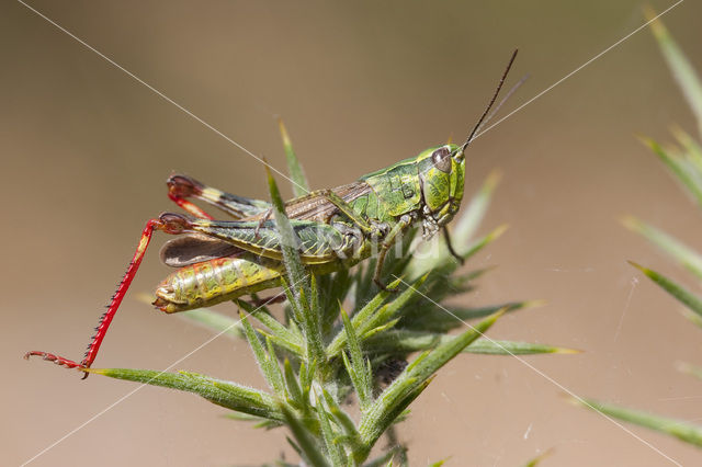 Gaspeldoornsprinkhaan (Chorthippus binotatus)