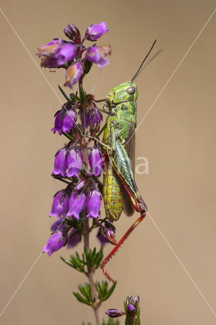 Two-marked grasshopper (Chorthippus binotatus)