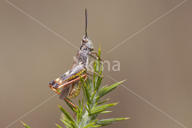 Gaspeldoornsprinkhaan (Chorthippus binotatus)