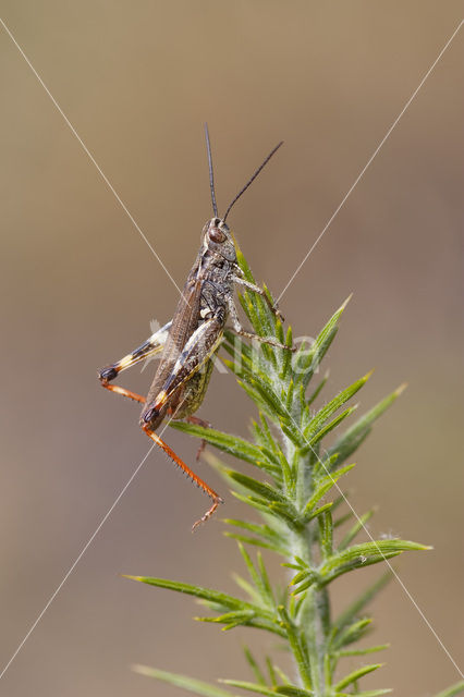 Gaspeldoornsprinkhaan (Chorthippus binotatus)