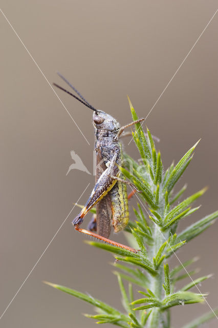 Two-marked grasshopper (Chorthippus binotatus)