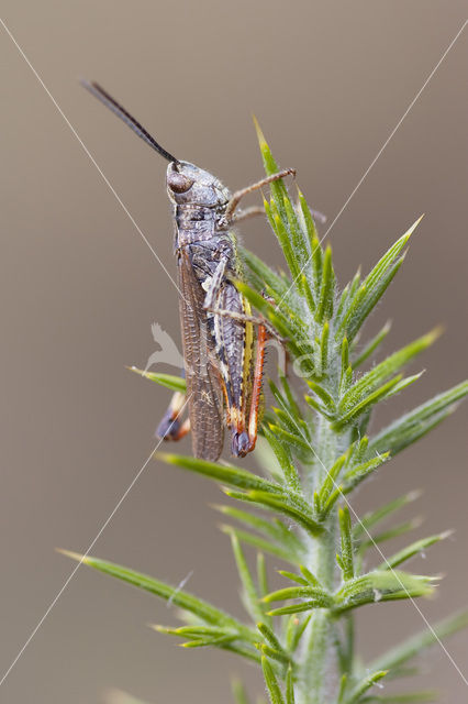 Gaspeldoornsprinkhaan (Chorthippus binotatus)