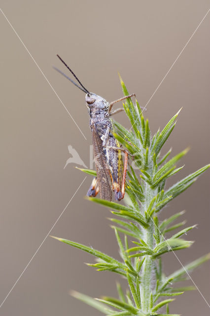 Gaspeldoornsprinkhaan (Chorthippus binotatus)