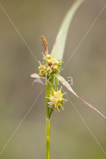 Geelgroene zegge (Carex oederi subsp. oedocarpa)