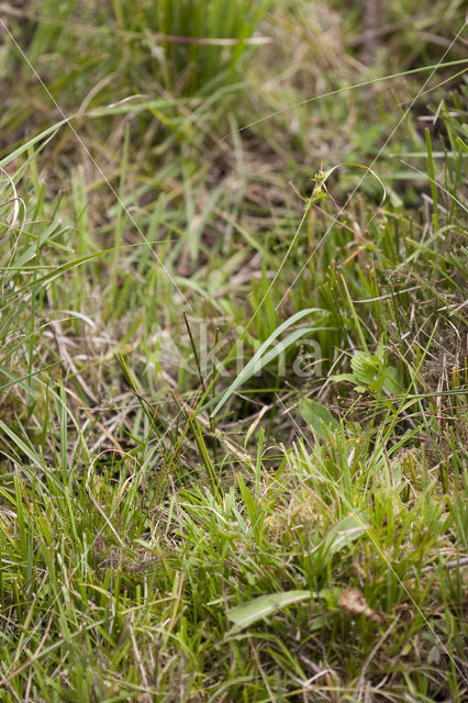 Geelgroene zegge (Carex oederi subsp. oedocarpa)