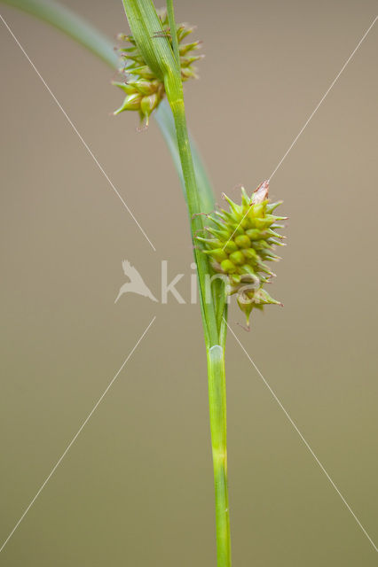 Geelgroene zegge (Carex oederi subsp. oedocarpa)