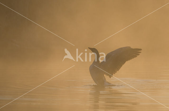 Grauwe Gans (Anser anser)