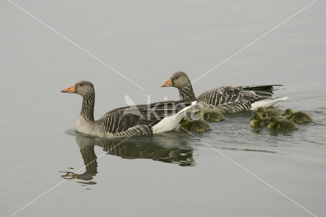 Grauwe Gans (Anser anser)