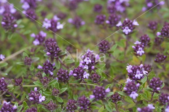 Grote tijm (Thymus pulegioides)