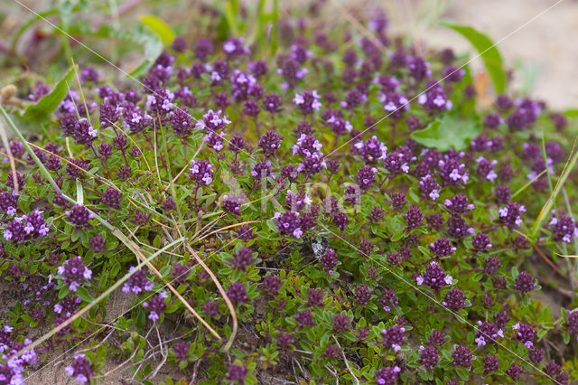 Grote tijm (Thymus pulegioides)