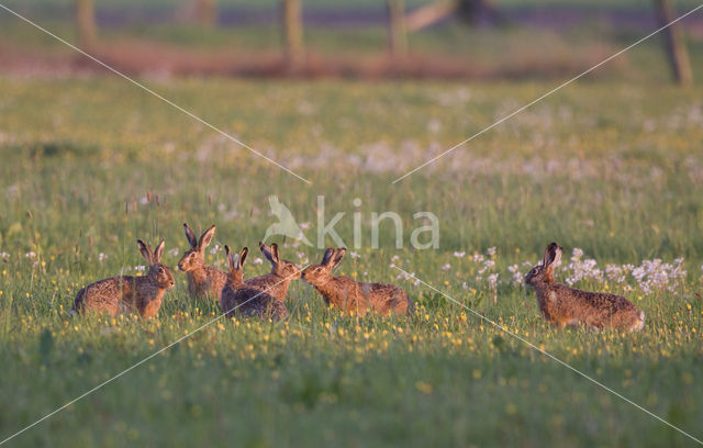 Haas (Lepus europaeus)