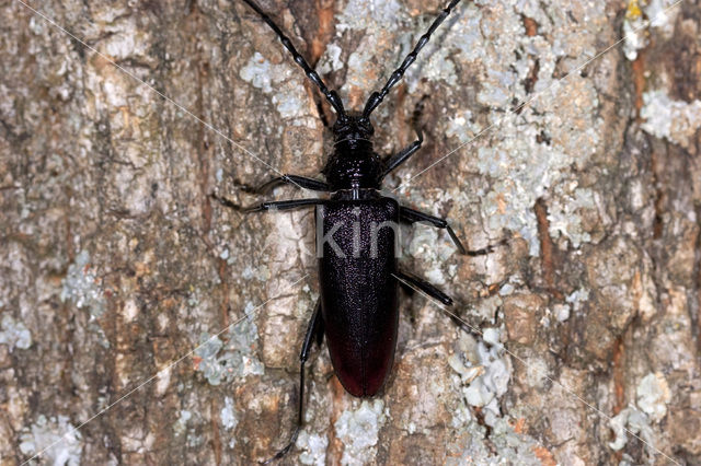 Heldenbok (Cerambyx cerdo)