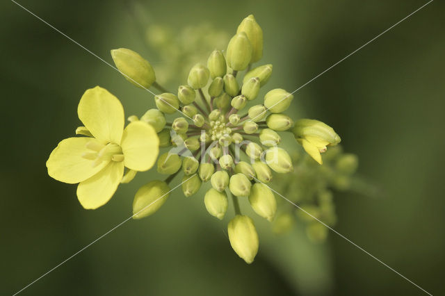 Herik (Sinapis arvensis)