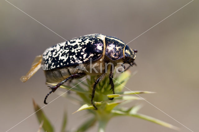 Julikever (Polyphylla fullo)