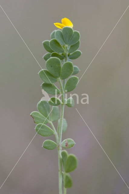 Klein kroonkruid (Coronilla minima)