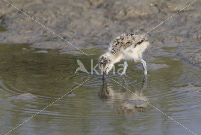 Pied Avocet (Recurvirostra avosetta)