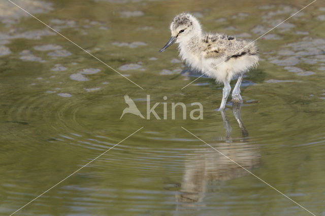 Pied Avocet (Recurvirostra avosetta)