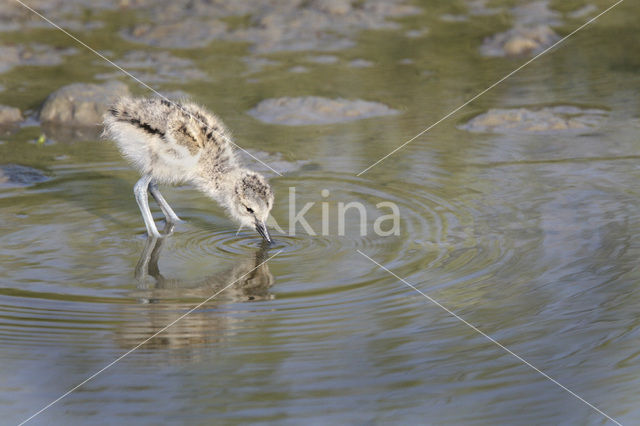 Pied Avocet (Recurvirostra avosetta)