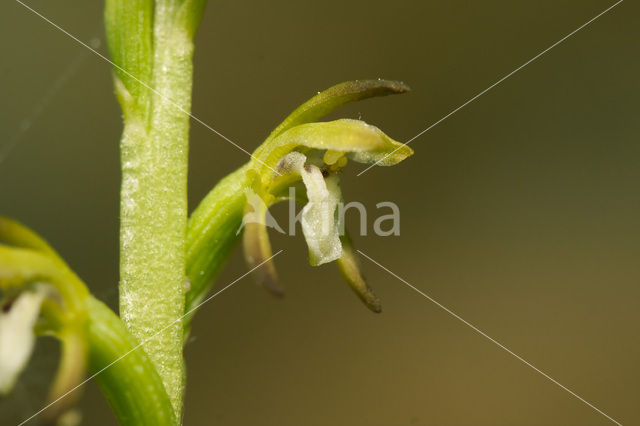 Koraalwortel (Corallorhiza trifida)