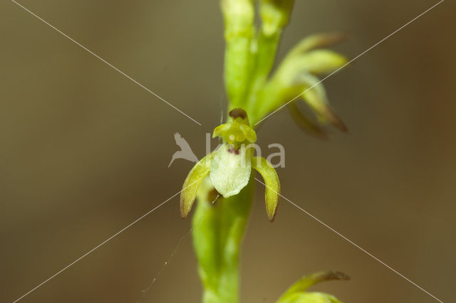 Koraalwortel (Corallorhiza trifida)