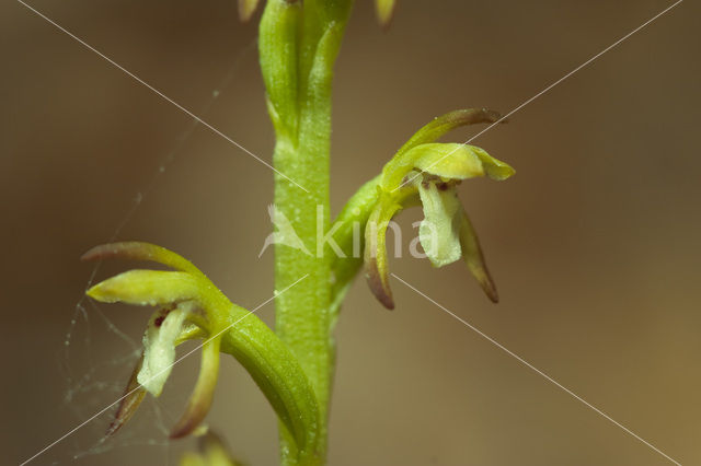 Koraalwortel (Corallorhiza trifida)