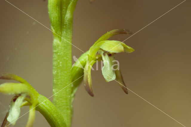 Koraalwortel (Corallorhiza trifida)