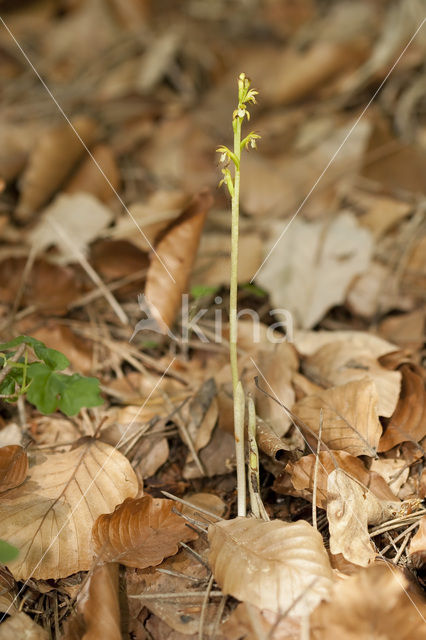 Koraalwortel (Corallorhiza trifida)