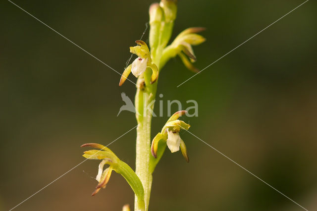 Koraalwortel (Corallorhiza trifida)