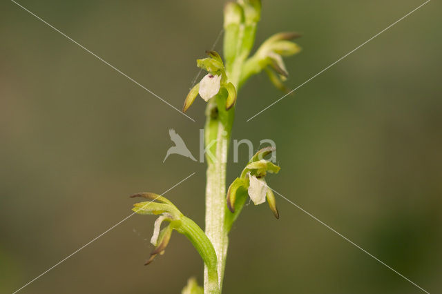 Koraalwortel (Corallorhiza trifida)