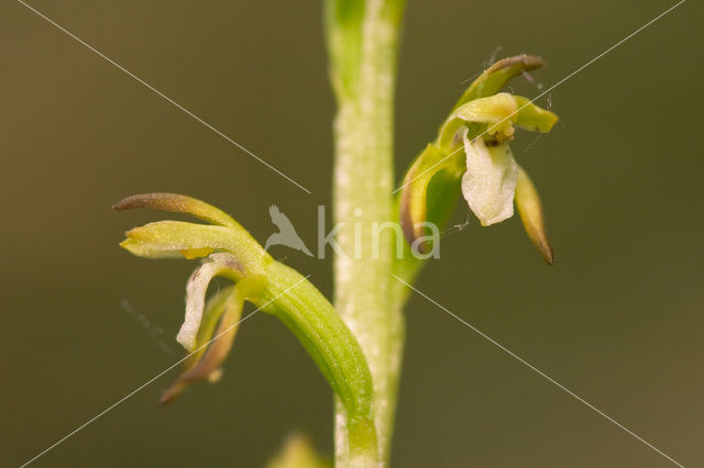 Koraalwortel (Corallorhiza trifida)