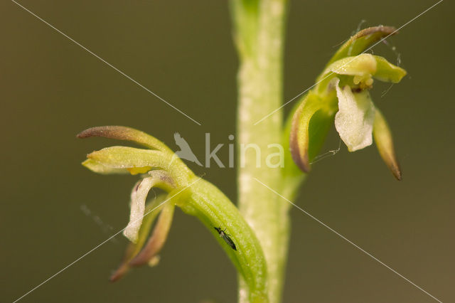 Koraalwortel (Corallorhiza trifida)